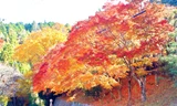 Mê mẩn cảnh sắc mùa thu lá đỏ, lá vàng ở Nhật Bản