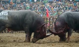 Hàng nghìn người đội mưa xem các 'đấu sĩ' trâu ra đòn