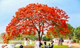 Cây phượng nở rực rỡ ở ngoại thành Hà Nội hút giới trẻ đến cắm trại 'trốn nóng' 