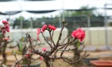Cận cảnh đào tiến Vua 'ngủ' phòng điều hòa chờ đón Tết
