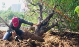 Hà Nội: Kiếm bạc triệu mỗi ngày từ việc đi đánh gốc đào thuê