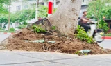 Hà Nội: Nhiều cây xanh với bộ rễ lộ thiên, tiềm ẩn nguy cơ bật gốc, gãy đổ trong mùa mưa bão