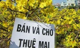 Nhộn nhịp dịch vụ cho thuê mai, đào chưng Tết