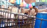Bơm nước vào hàng trăm con heo để tăng cân