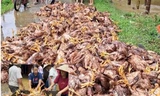 Hơn 2.000 con gà chết do mưa lớn ở Yên Bái