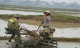 Người dân xuống ruộng làm mùa giữa trời rét 'cắt da, cắt thịt'