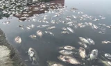 Cá chết trắng mặt nước tại hồ điều hòa ở thành phố Vinh