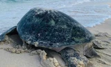 Rùa biển bò lên đảo Hòn Cau (Lâm Đồng) đẻ trứng