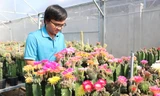 Ngắm vườn hoa xương rồng rực rỡ của kỹ sư công nghệ 9x Khánh Hòa