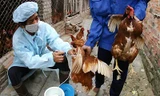 Thanh Hóa tái xuất hiện dịch cúm H5N1