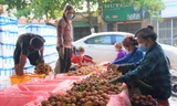 Đóng gói vải thiều tại một điểm thu mua ở Lục Ngạn (Bắc Giang)