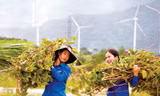 Dấu ấn trí thức trẻ tình nguyện 337 