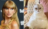 Thú cưng của sao "hái ra tiền": Mèo của Taylor Swift giàu gấp đôi bạn trai cô nàng