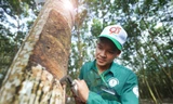 Sôi nổi hội thi bàn tay vàng thu hoạch mủ cao su