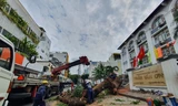 Cây xanh trong trường học đổ, 'uy hiếp' 7 người: PGĐ Sở Giáo dục nói trách nhiệm xử lý thuộc Quận 1