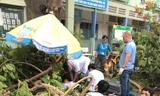 Cây trong sân trường bất ngờ bật gốc, học sinh tử vong, nhiều cháu nhập viện