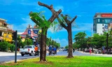 Vì sao loạt cây xanh tuyến phố lớn tại Huế bị ‘trảm’ trụi thân cành, tán lá giữa nắng nóng gay gắt?