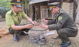 Phát hiện trăn gấm dài gần 2 mét bò vào vườn nhà