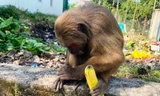 Bất ngờ phát hiện khỉ mặt đỏ quý hiếm ở TT-Huế