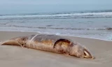 Xác cá voi 'khủng' trôi dạt vào vùng biển Quảng Trị