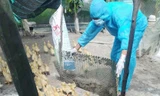 Quảng Trị: Phát hiện đàn gà vịt hơn 1.700 con nhiễm cúm gia cầm H5N1 
