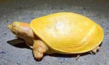 Chiêm ngưỡng chú rùa vàng bạch tạng cực hiếm
