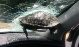 Kinh hoàng rùa bất ngờ cắm thẳng vào kính chắn gió của ô tô đang đi