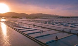 Bình minh trên ruộng muối Long Điền