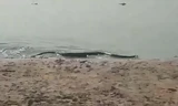 Thót tim thấy trăn anaconda bò lên từ dưới nước