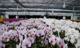 Lan hồ điệp nở rộ trong vườn công nghệ cao