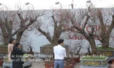 Cây đào gốc 'khủng' giá hàng chục triệu đồng ra phố đón Tết Canh Tý