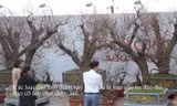 Cây đào gốc 'khủng' giá hàng chục triệu đồng ra phố đón Tết Canh Tý