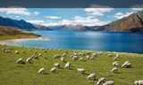 Bài dự thi “New Zealand - Bật mí trăm điều thú vị”: New Zealand và niềm mơ của bố
