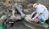 Khai quật được hộp sọ và xương khổng lồ của voi ma mút 13.600 năm tuổi 