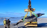 Cá voi hiếm nhất thế giới trôi dạt vào bờ biển New Zealand 
