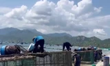 Chủ lồng bè nuôi tôm vẫn cho xả thải xuống biển ven vịnh Cam Ranh