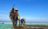 Thu nhập tiền triệu mỗi ngày nhờ cắt 'rau xanh' dưới đáy biển 