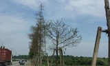 Hàng trăm cây xanh bị sâu ăn trụi.