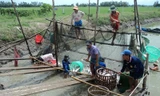 Nuôi và xuất khẩu cá tra: Càng làm càng lỗ