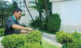 Đầu tư hơn 200 tỷ đồng cho 114 dự án cây xanh