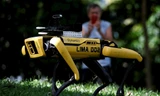 Chú chó robot SPOT được triển khai tại công viên Singapore từ 8/5. Ảnh: Reuters 