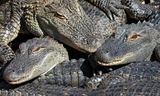 Cá sấu tiêu hoá thức ăn thế nào, sao chúng có thể nhịn đến vài tháng?