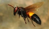 Ong vò vẽ bị thu hút bởi mùi mồ hôi của người