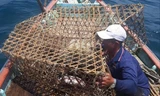 Làng biển trong 'bão giá' xăng dầu - Kỳ 2: Mất rồi… nghề bóng mực! 