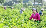 Hà Nội chi 1.100 tỷ đầu tư cơ sở hạ tầng cho vùng đồng bào dân tộc miền núi