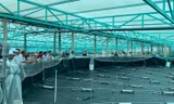 Nuôi tôm công nghệ cao ở Bà Rịa-Vũng Tàu năng suất tôm tăng 20 lần, nông dân lãi hàng tỷ đồng