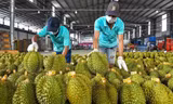 Sự thật việc sầu riêng Việt Nam mất ‘ngôi vương’