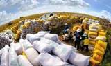 Philippines dừng nhập khẩu gạo, Việt Nam ảnh hưởng thế nào? 