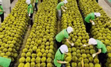 Lý do xuất khẩu rau quả Việt Nam vừa hụt thu hơn 2.800 tỷ đồng