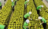 Lý do xuất khẩu rau quả Việt Nam vừa hụt thu hơn 2.800 tỷ đồng